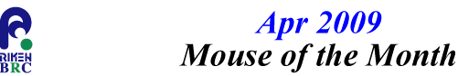 mouse_of_month_200904