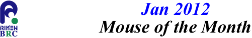 mouse_of_month_201201
