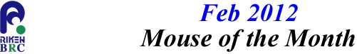 mouse_of_month