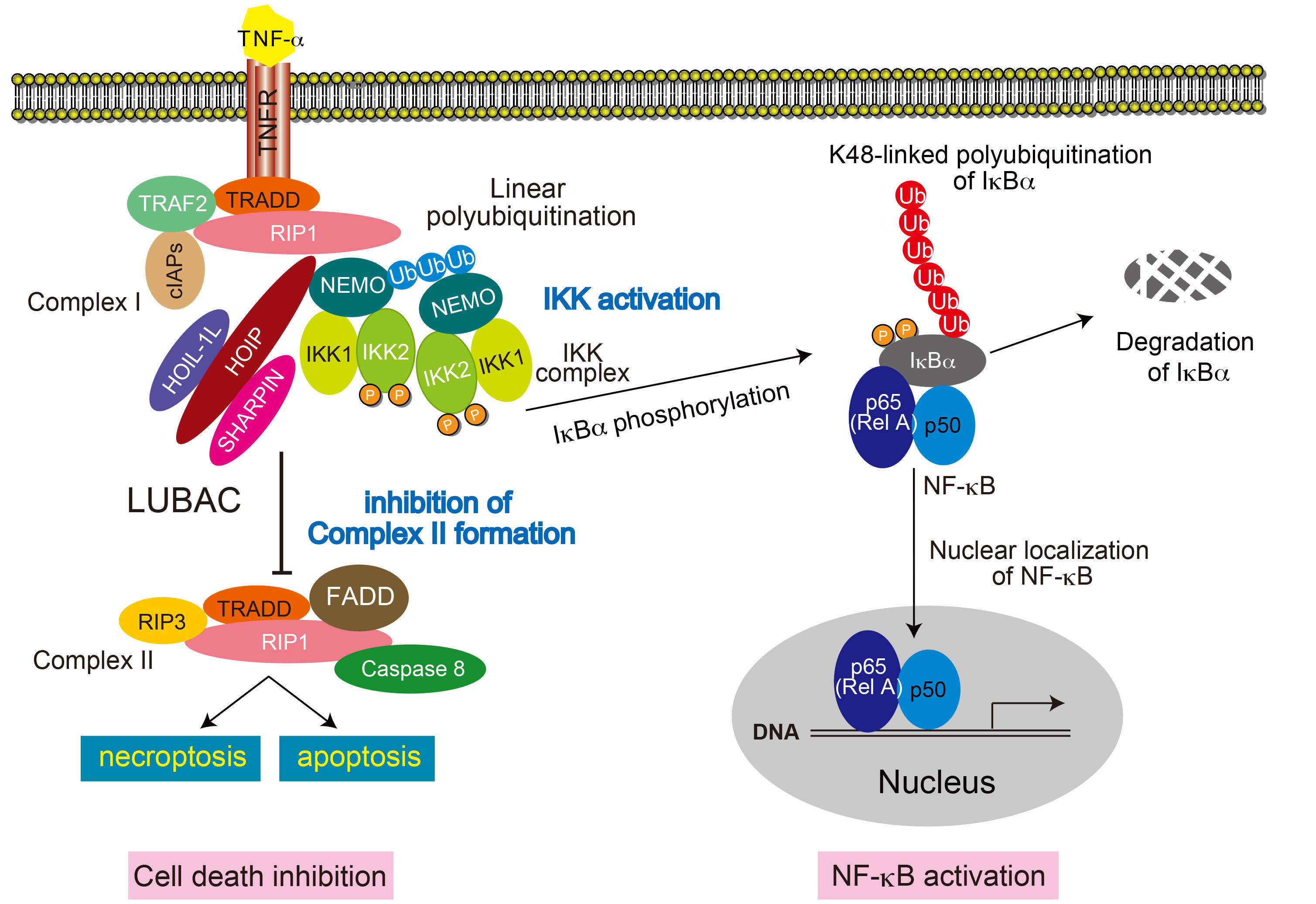 February 2016 Activation of NF-κB pathway and suppression of cell death ...