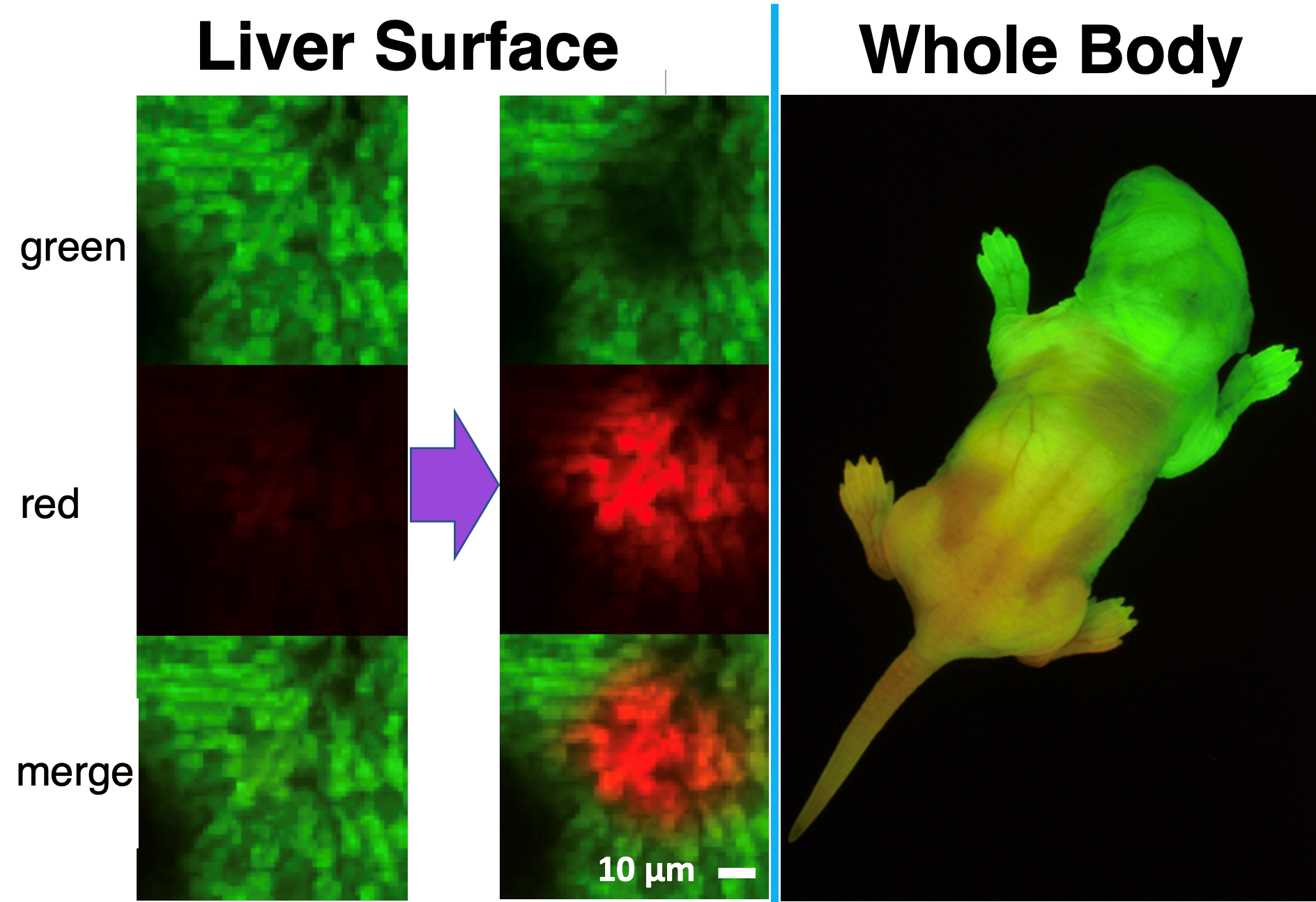 Transgenic Mice Expressing Green Fluorescent Protein under the