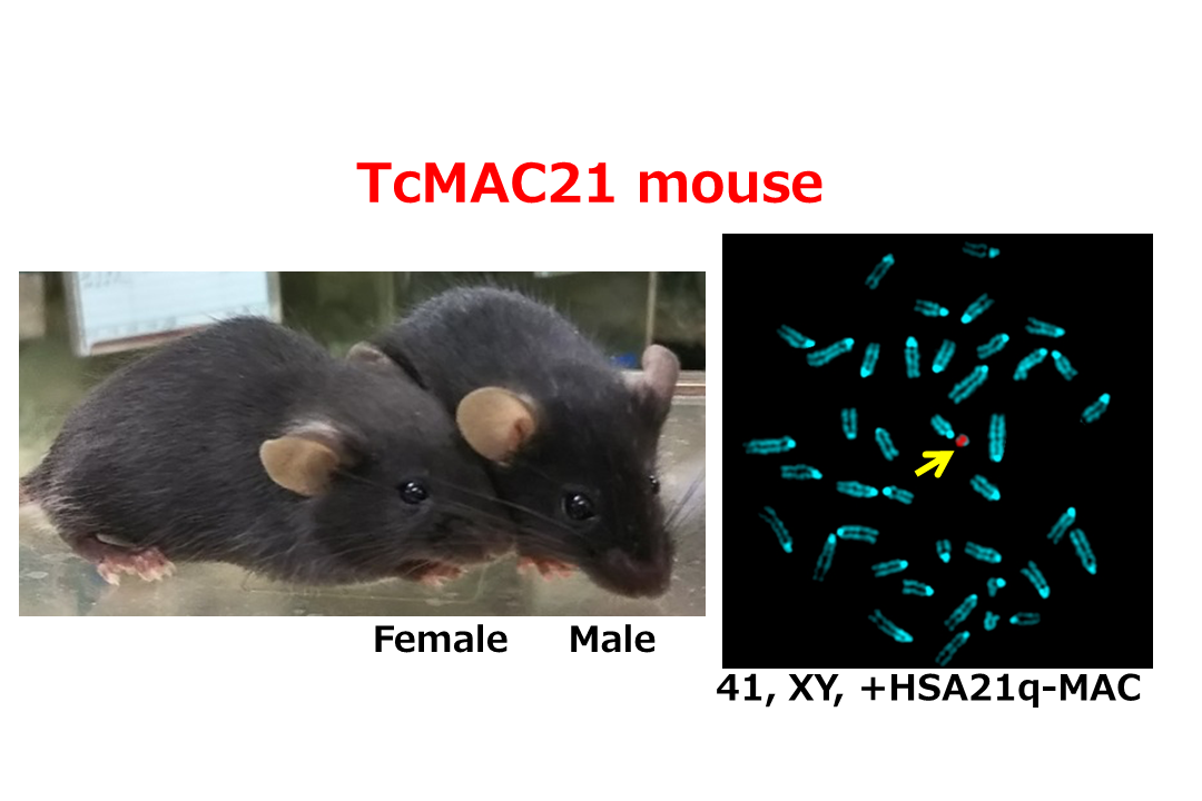 TcMAC21 mice