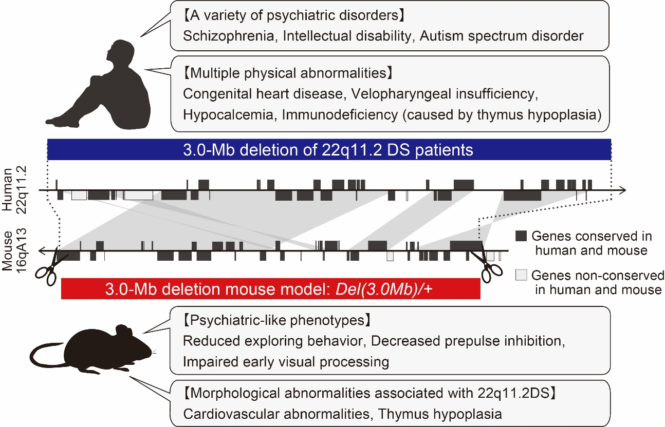 Overview of the 22q11.2 deletion syndrome
