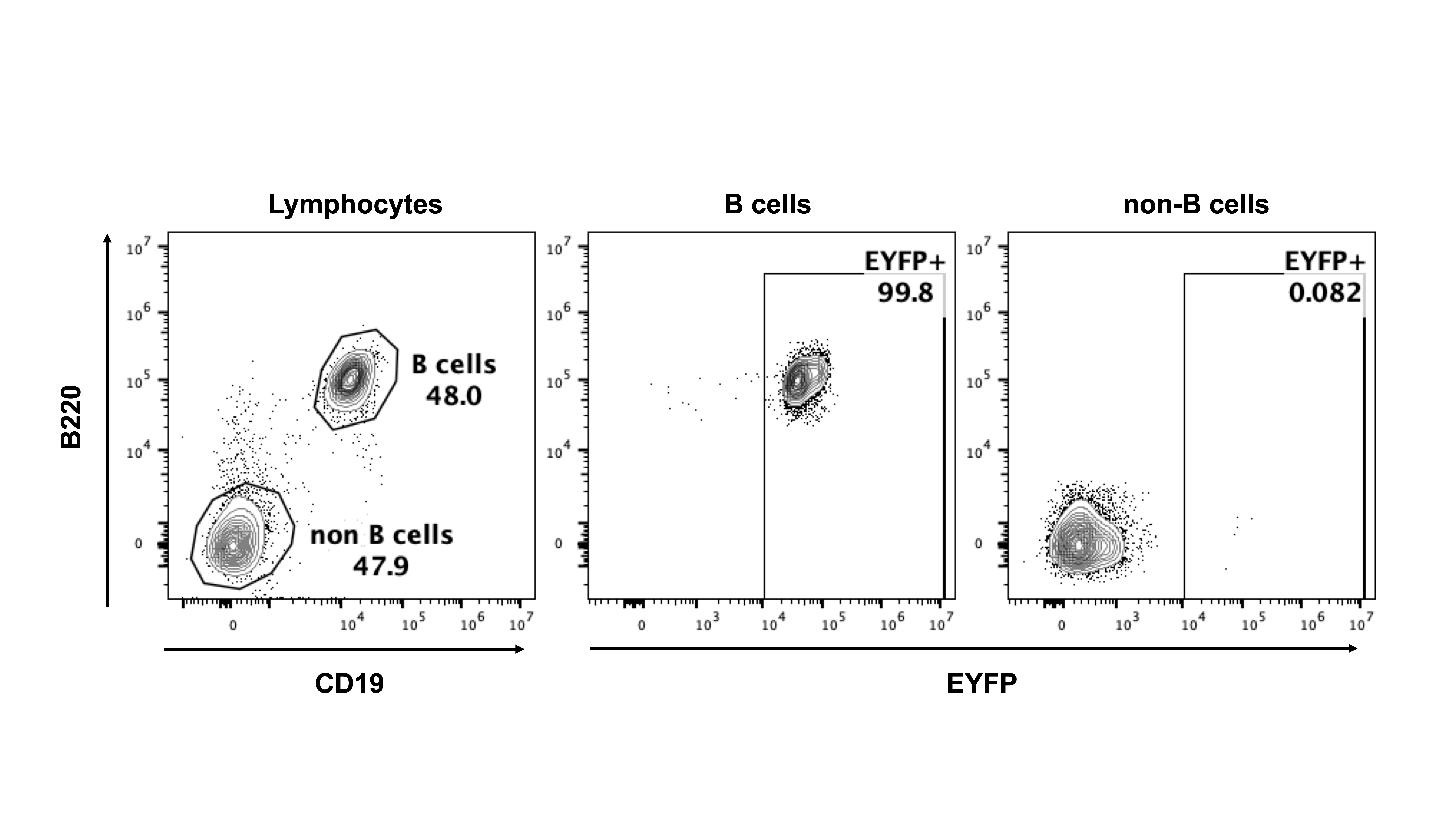 Cre driver mice for B cell lineage | Experimental Animal Division ...