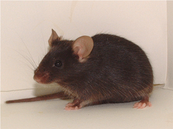 Mouse photo