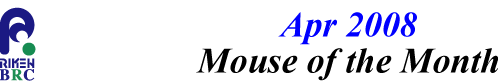 mouse_of_month_200804