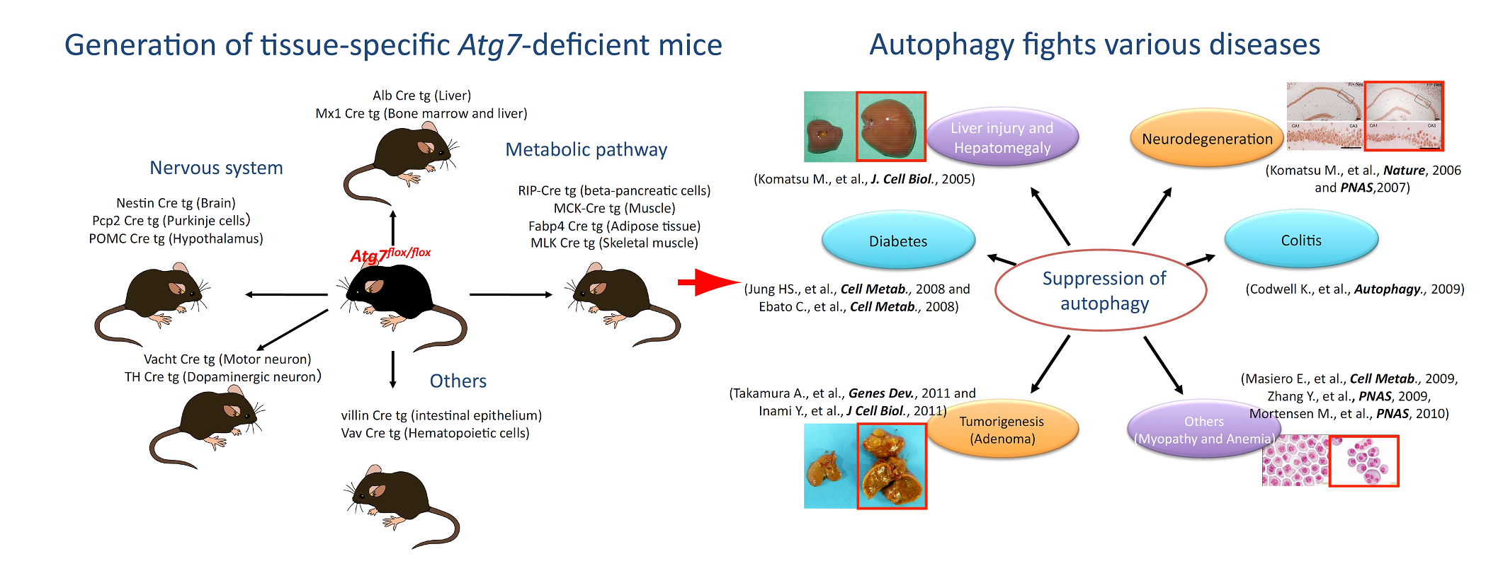 Atg7 deletion in various tissues