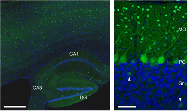 January 2014 Fluorescent labeling of GABAergic neurons in the GAD67-GFP