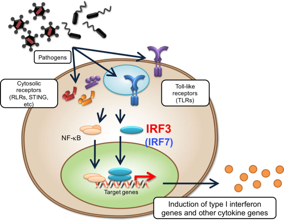 自然免疫応答におけるIRF3の活性化: 概要