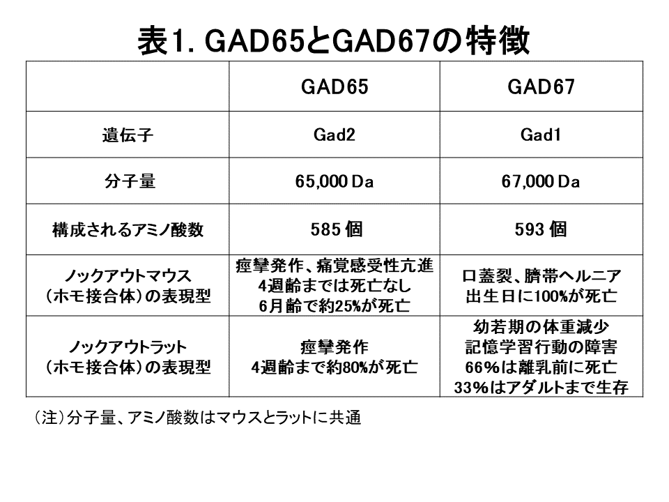 GAD65とDAD67の特徴