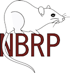 NBRP Rat